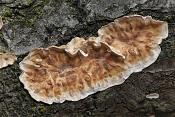 korstzwam (stereum sp.) 3424